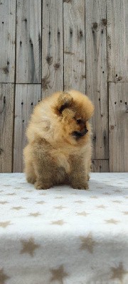 Un pom