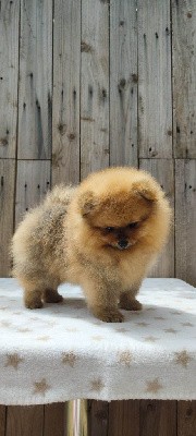 Un pom