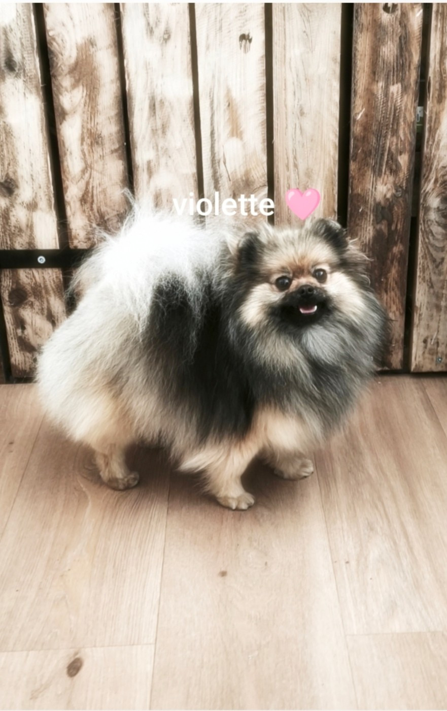 Violette  Pom's de luxe