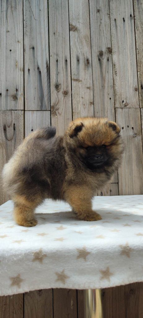 Pom's de luxe - Chiots disponibles - Spitz allemand